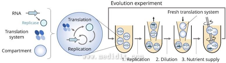 RNA进化实验