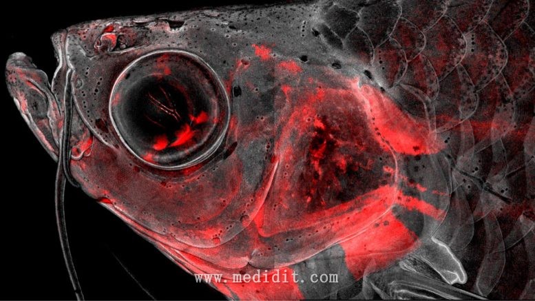 共聚焦显微镜成年斑马鱼