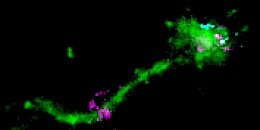 科学家们发现了mRNA被输送到细胞的秘密