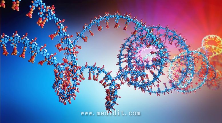 RNA 链 3d 插图