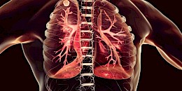 
COVID-19病理学的新细胞图谱揭示了冠状病毒如何在肺部造成严重破坏