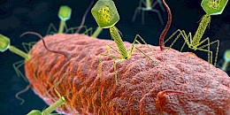 科学家在细菌中发现全新免疫系统
