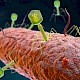 科学家在细菌中发现全新免疫系统