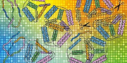 科学家探索发现了将蛋白质转化为定制结构的潜力
